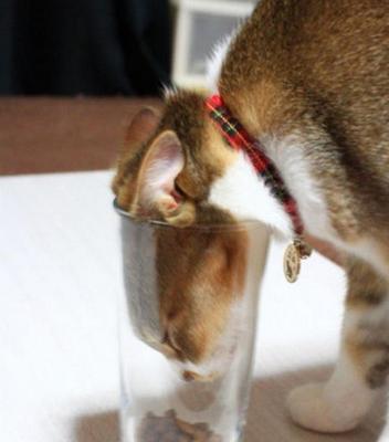 长时间留着猫粮给猫咪吃会怎样？有哪些潜在风险？
