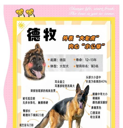 德牧怀孕期间鸡胸肉摄入量是多少？如何确保营养均衡？