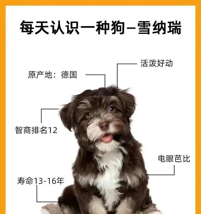 73天雪纳瑞的平均体重是多少？