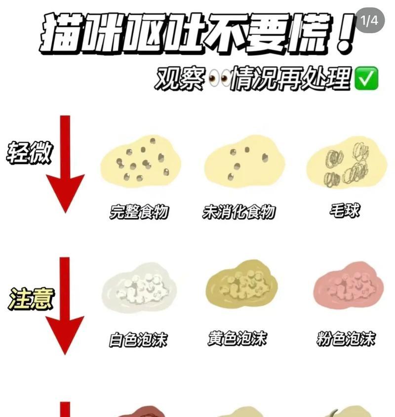 猫玩耍时吐出猫粮是何原因？