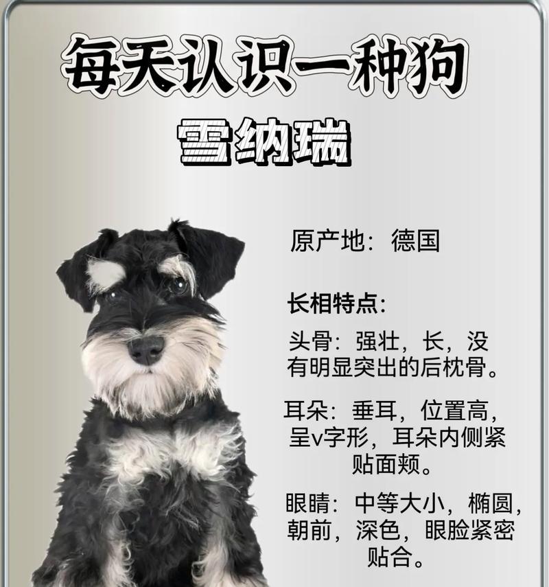 江苏昆山雪纳瑞犬售价多少？购买途径有哪些？