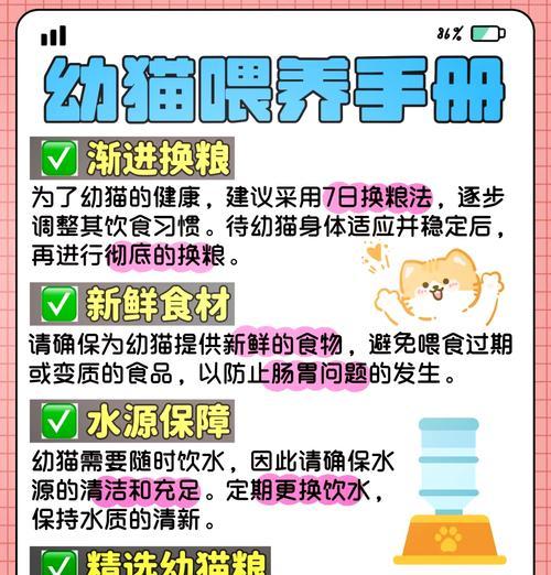 猫咪外出时如何喂食猫粮？携带方法是什么？