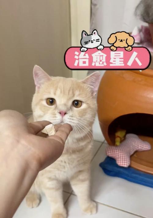 小猫盯着猫粮叫是出于什么原因？这是正常行为吗？