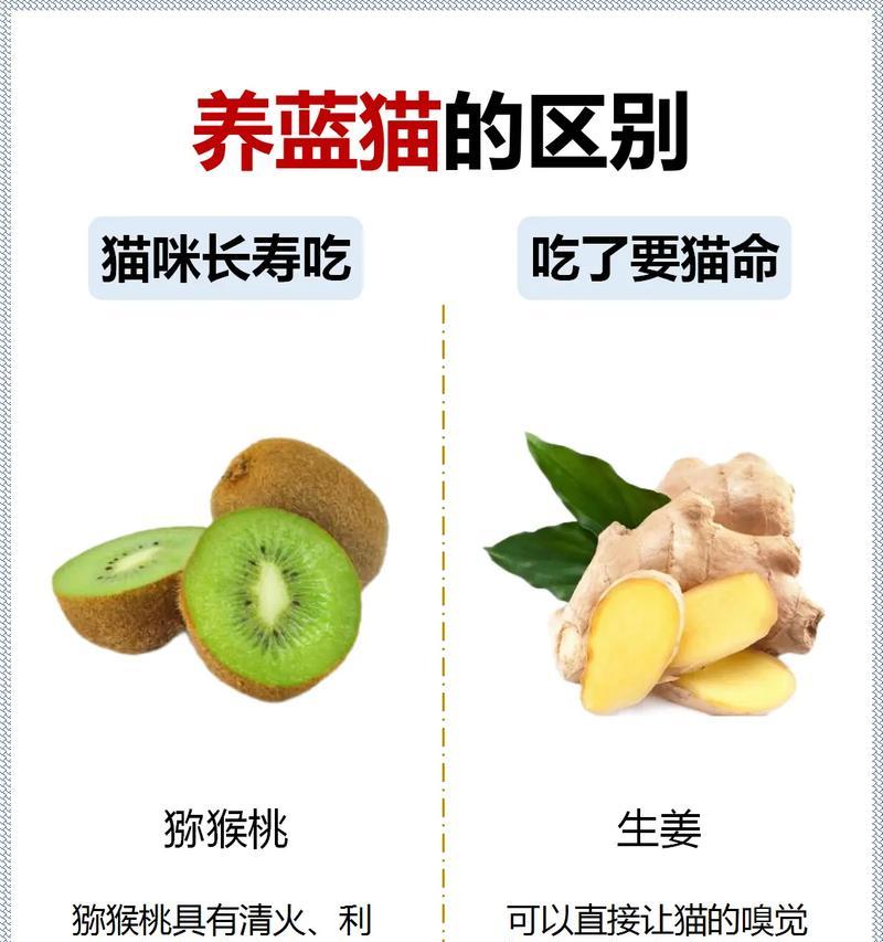 蓝猫为何偏爱油腻食物而不是猫粮？
