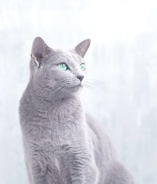 蓝猫为何偏爱油腻食物而不是猫粮？