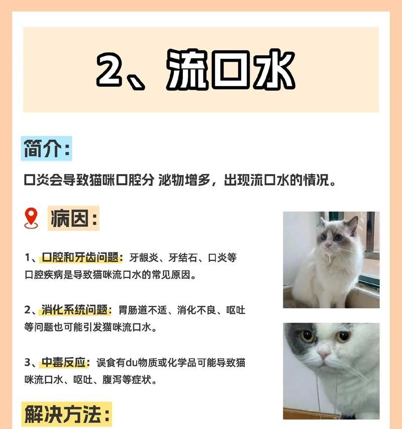 猫吃湿粮口臭怎么办？如何预防和解决？