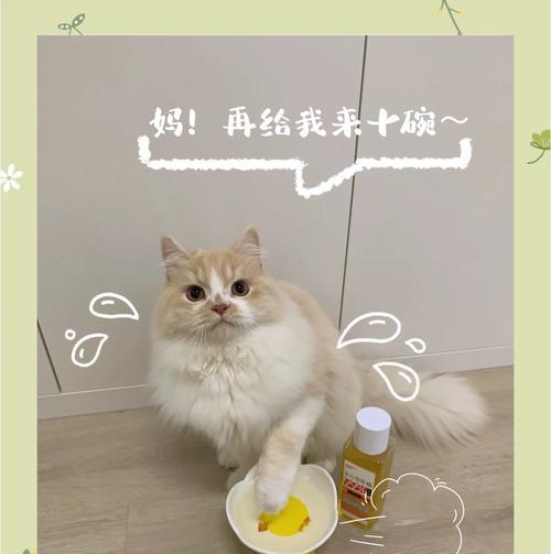 猫吃湿粮口臭怎么办？如何预防和解决？
