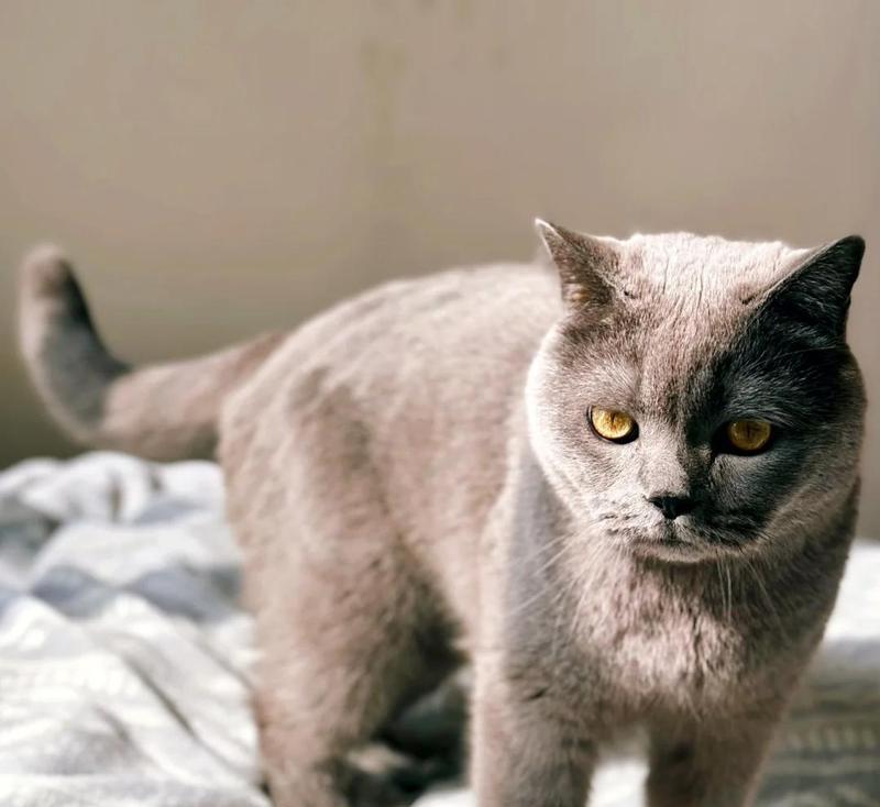 蓝猫忘记喂食会有什么反应？