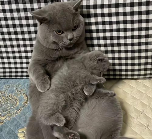 蓝猫忘记喂食会有什么反应？