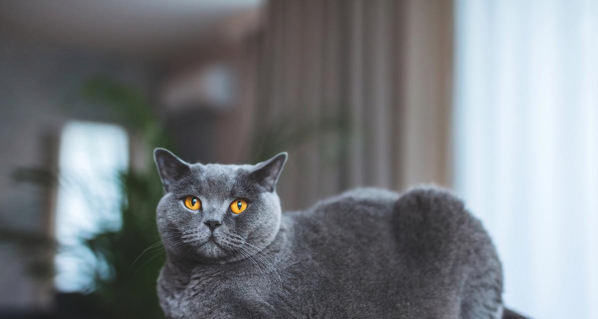 蓝猫忘记喂食会有什么反应？