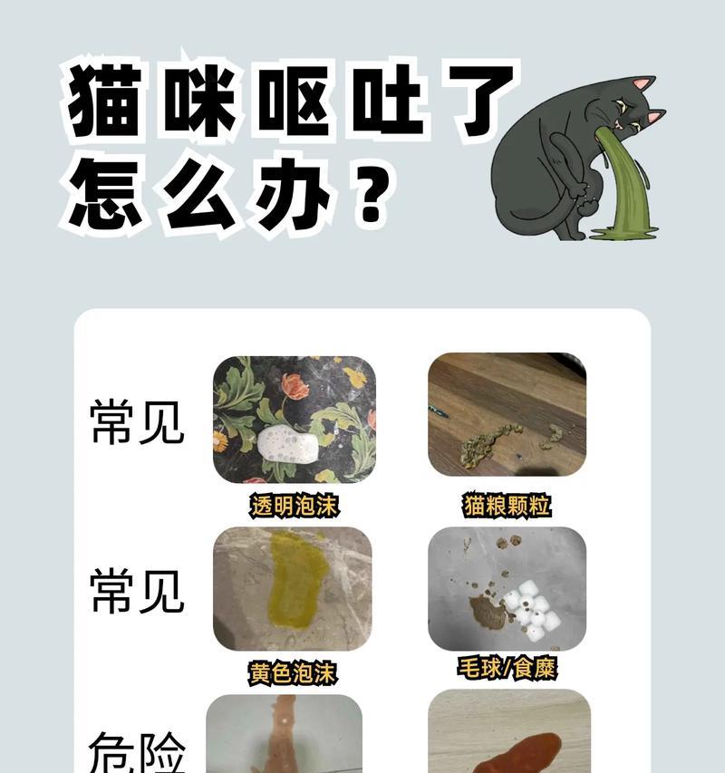 纯福猫粮导致猫咪呕吐怎么办？如何预防和处理猫粮引起的不适？