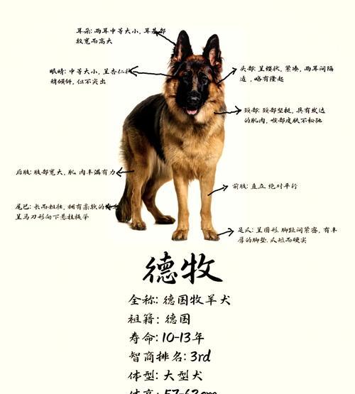 蕲春纯种德牧价格多少钱？购买时需要注意哪些事项？