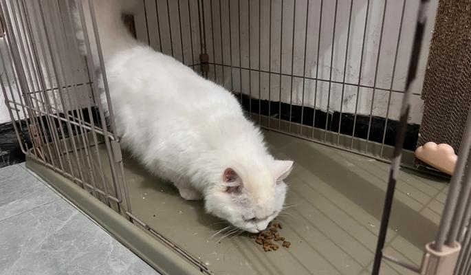 变质羊肉猫粮怎么处理好？有哪些安全的处理方法？