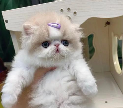 加菲不愿意吃猫粮了吗？可能是什么原因导致的？