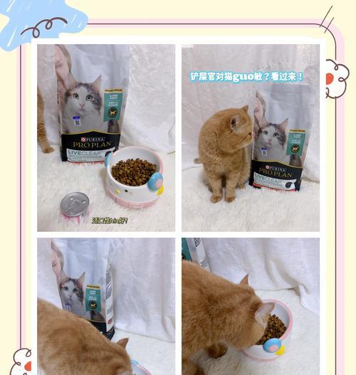 猫咪猫粮过敏应如何处理？有哪些预防措施？