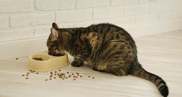 忘记喂猫粮后猫的行为会改变吗？