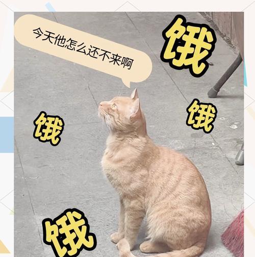 忘记喂猫粮后猫的行为会改变吗？