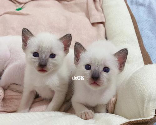 暹罗猫幼猫粮推荐，哪种更适合？