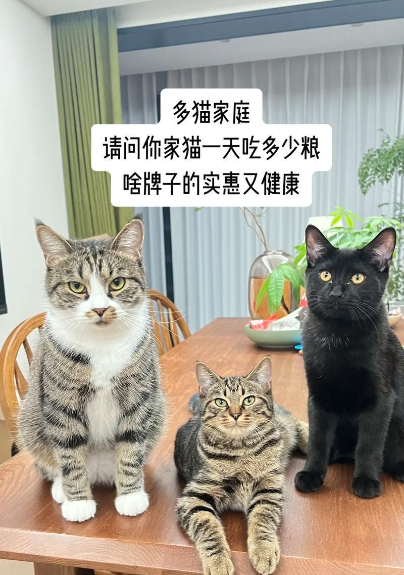 猫咪为何误以为主人要吃猫粮？这是什么行为？