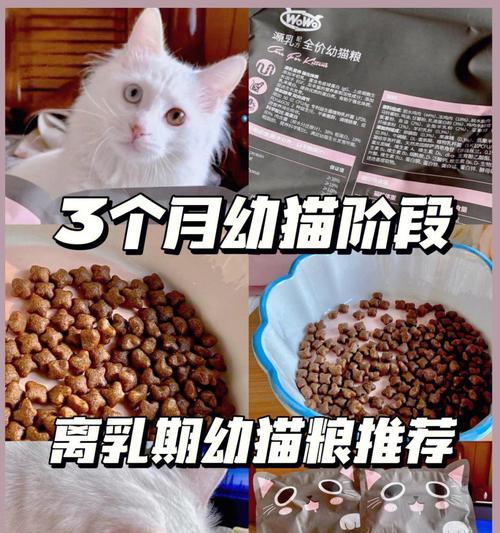 幼猫可以吃猫粮吗？如何正确喂食幼猫猫粮？