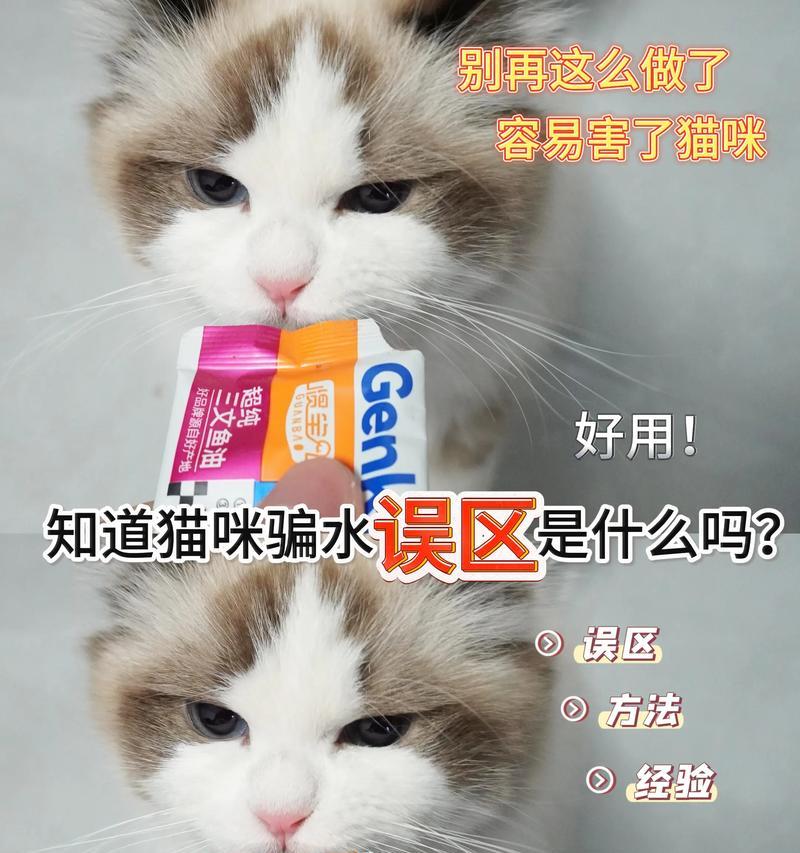 两只猫咪如何正确喂食猫粮？对话中透露了什么？