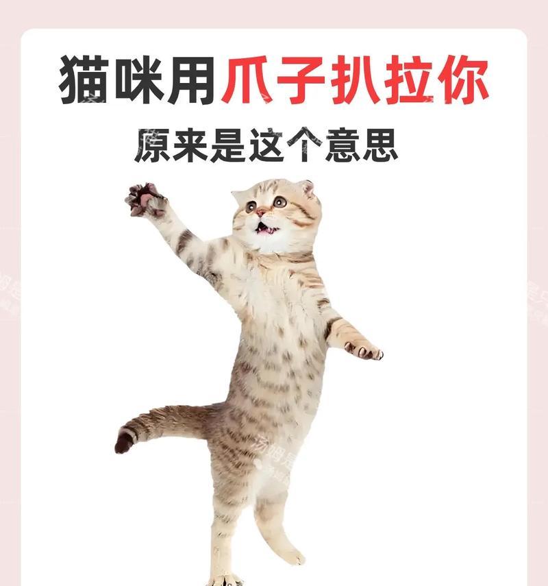 猫进入新窝后为何会扒拉猫粮？这是否正常行为？
