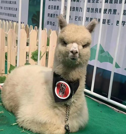 羊驼的辅食应该包括什么？