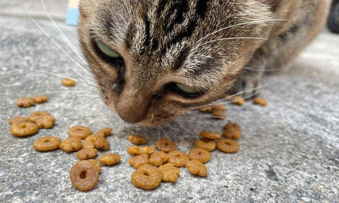 过度喂食猫粮会导致猫咪出现哪些症状？