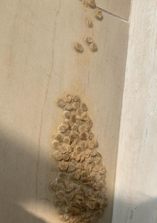 小猫吐了棕色液体猫粮怎么办？这是什么原因导致的？