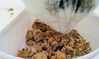 如何自制风干鸡肉猫粮？制作过程中需要注意什么？