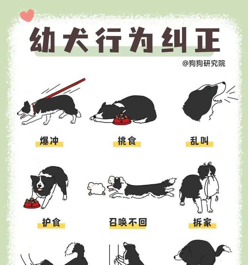猫粮给狗吃不感兴趣怎么办？如何调整宠物的饮食习惯？