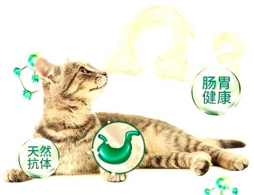 猫咪除了猫粮还有哪些增重方法？