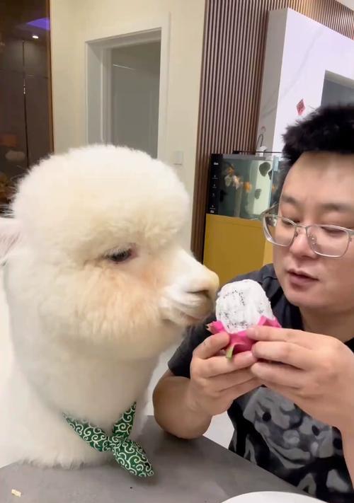 羊驼套应该如何正确佩戴？有哪些技巧？