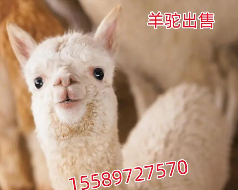 三门峡萌宠羊驼的售价是多少？购买羊驼需要考虑哪些因素？