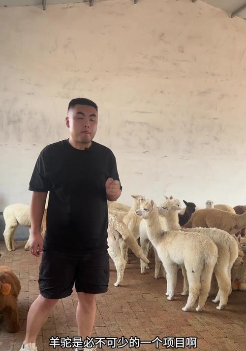 三门峡萌宠羊驼的售价是多少？购买羊驼需要考虑哪些因素？