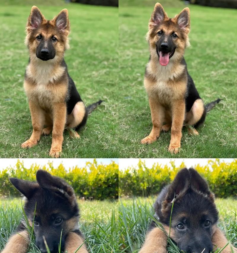 德牧犬体内驱虫药的正确剂量是多少？如何安全有效地给德牧驱虫？