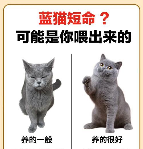 蓝白英短吃什么猫粮？推荐品牌有哪些？