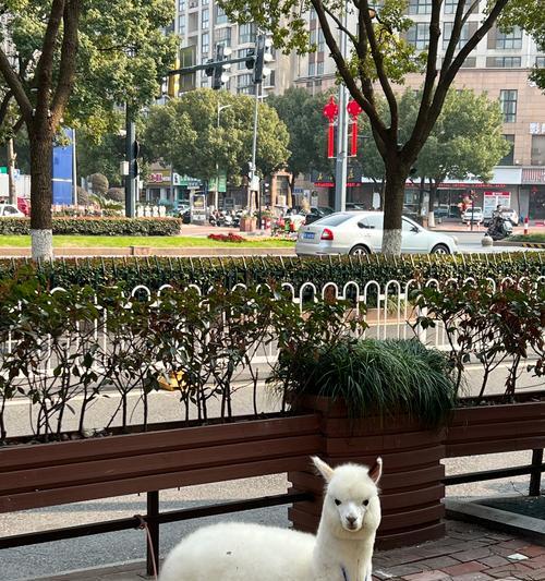 羊驼主人不在家怎么办？如何确保羊驼的日常照料？
