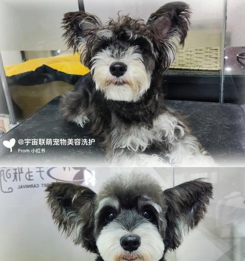 雪纳瑞造型斑马的价格是多少？购买雪纳瑞造型斑马的注意事项？