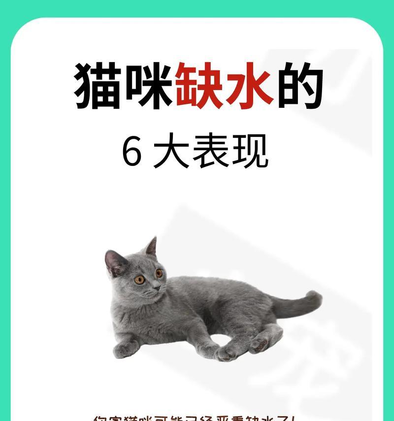 小猫吃猫粮时如何饮水？喝水的重要性是什么？