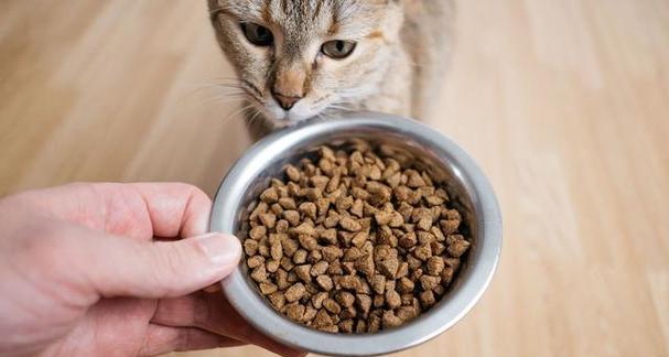 猫咪看到大量猫粮会有何反应？