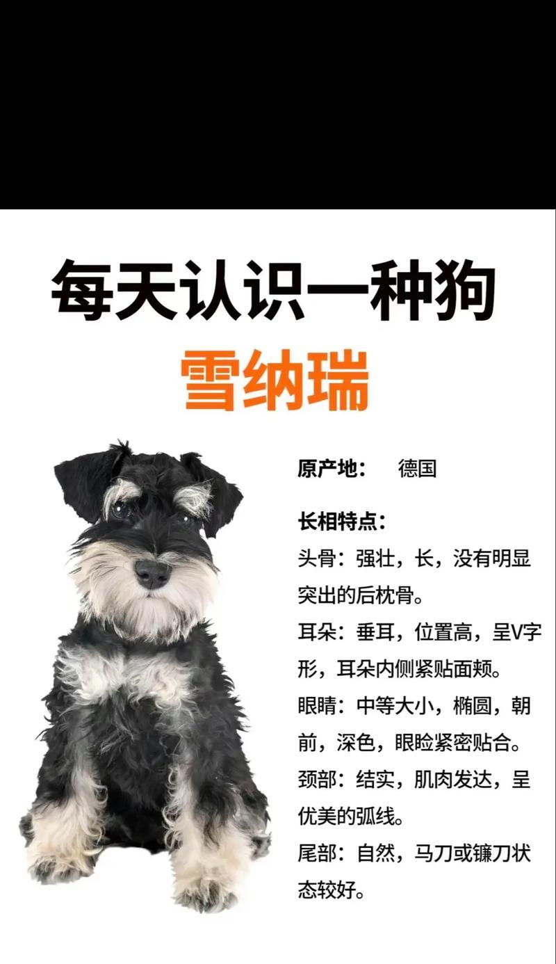雪纳瑞十五斤相当于人多少斤？如何计算宠物体重与人类体重的换算？