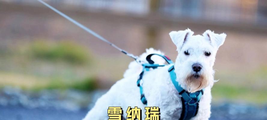 雪纳瑞十五斤相当于人多少斤？如何计算宠物体重与人类体重的换算？