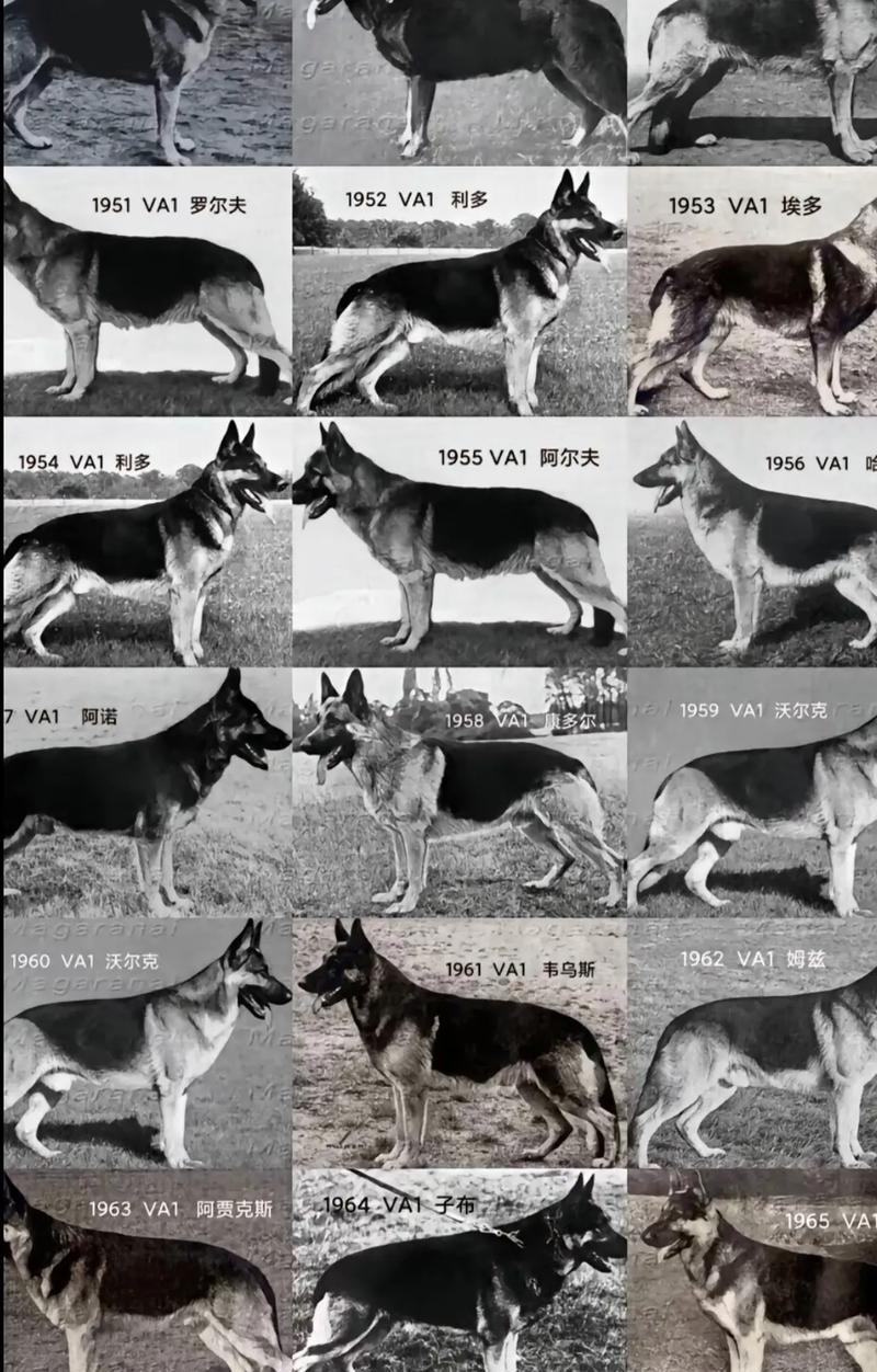 德牧每天排便多少次正常？德牧的正常排便频率是多少？
