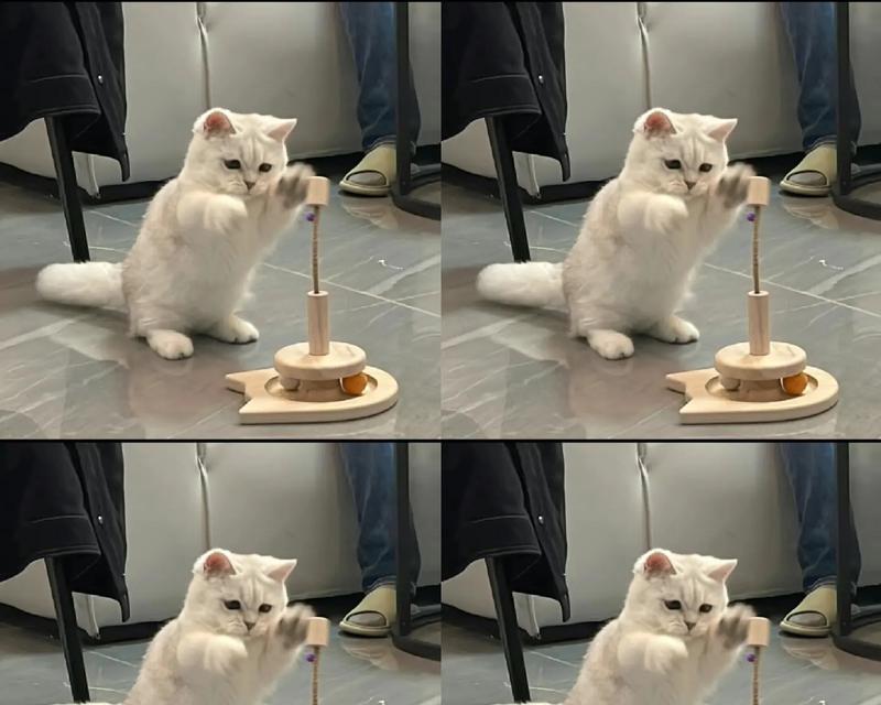 在猫屋喂猫粮的哥哥叫什么名字？