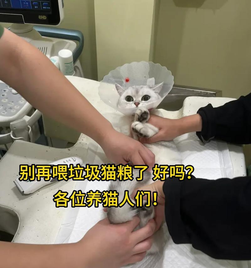 在猫屋喂猫粮的哥哥叫什么名字？