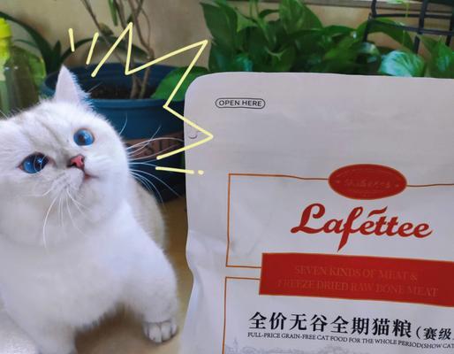 在猫屋喂猫粮的哥哥叫什么名字？