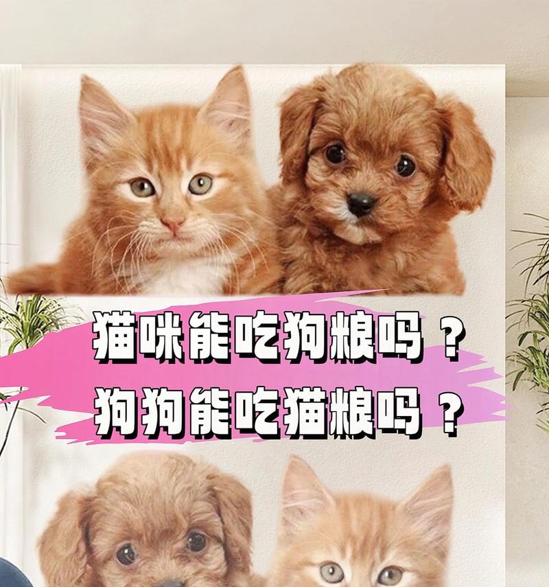 猫粮吃完后饿得快是为什么？哪种猫粮更耐饿？