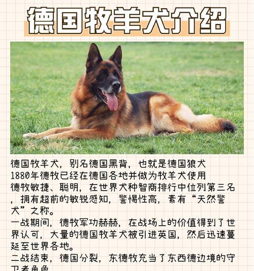 德牧辛娜身价多少亿？德牧辛娜的价值是多少？