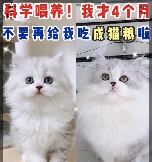 三段猫粮适合猫咪的哪个成长阶段？